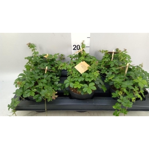 Parthenocissus inserta