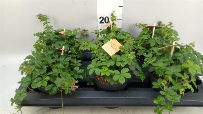 <h4>Parthenocissus inserta</h4>