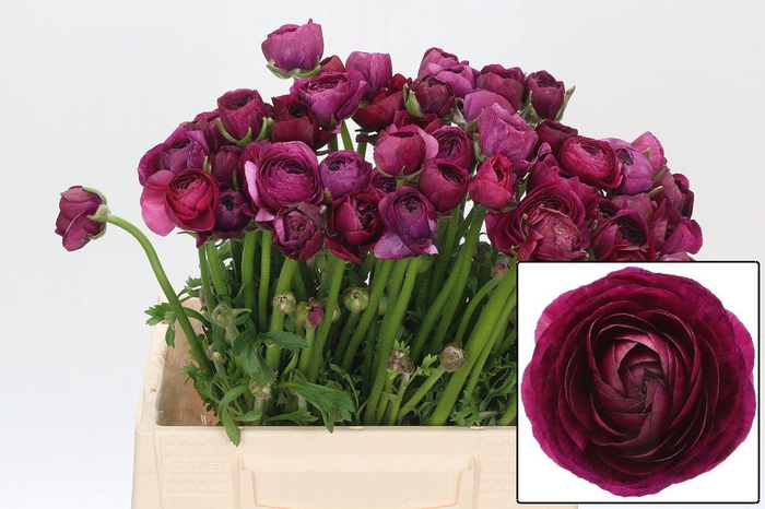 <h4>RAN EL VIOLET</h4>