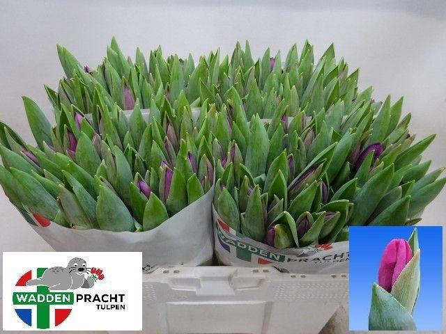 <h4>TU EN ROESKA</h4>