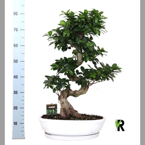 Ficus microcarpa 'Ginseng'