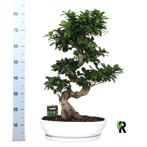 Ficus microcarpa 'Ginseng'
