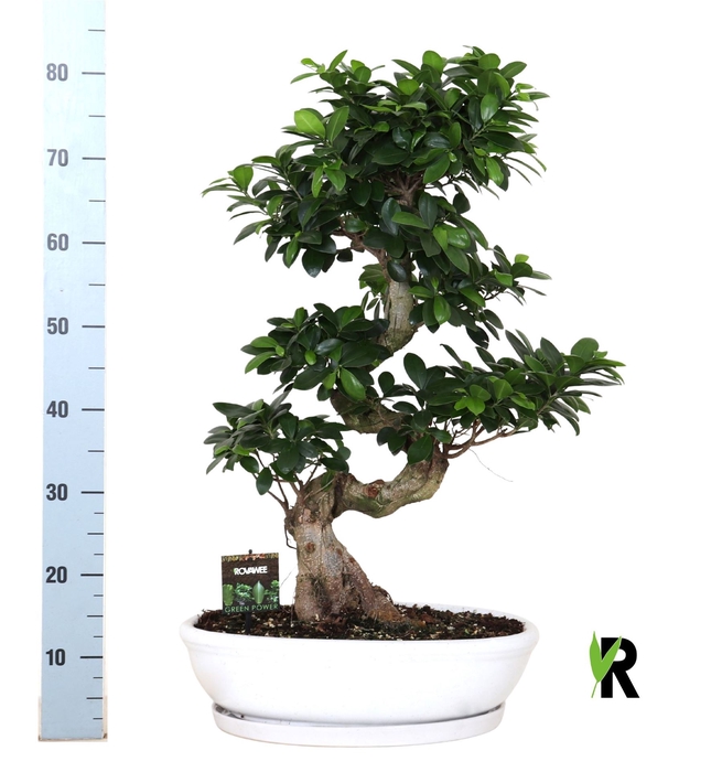 <h4>Ficus microcarpa 'Ginseng'</h4>