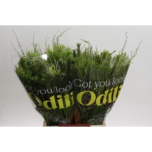 BQ Cape Greenmix