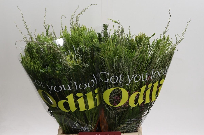 BQ Cape Greenmix