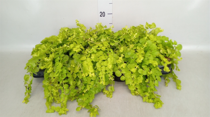 <h4>Lysimachia nummularia</h4>