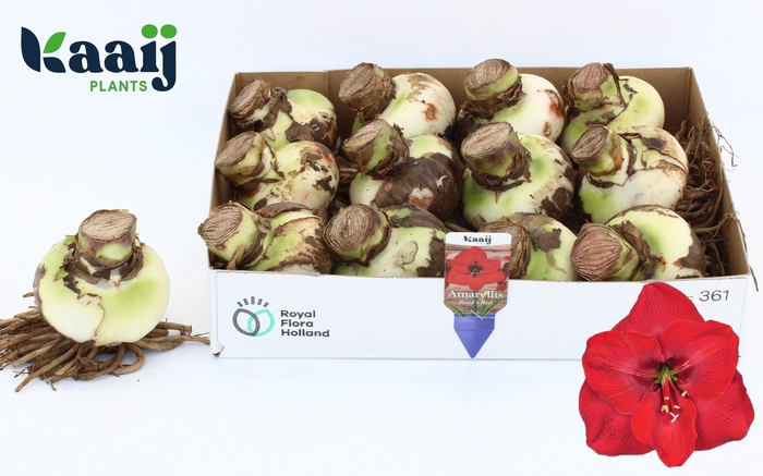 <h4>BLOEMBOL HIPPEASTRUM</h4>