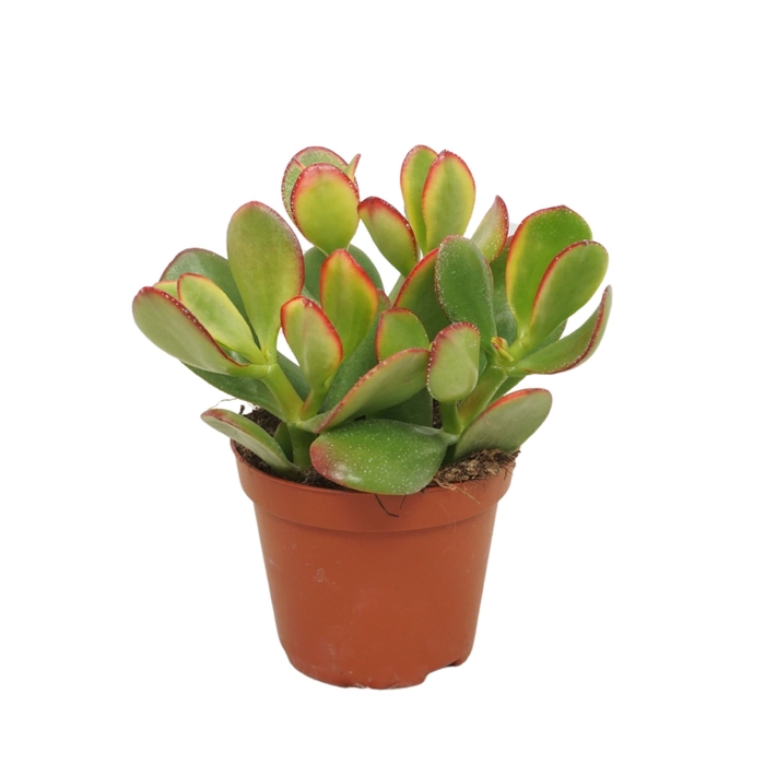 Crassula Sunset