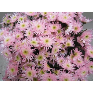 Chr S Maradona Sweet Rose