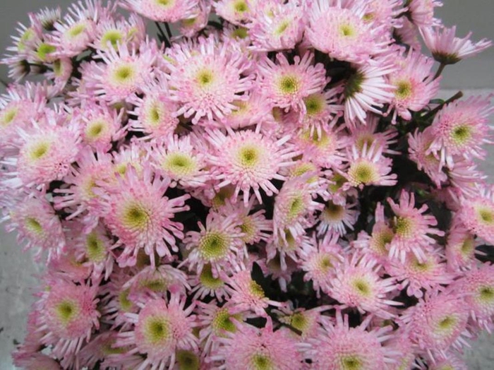 <h4>Chr S Maradona Sweet Rose</h4>