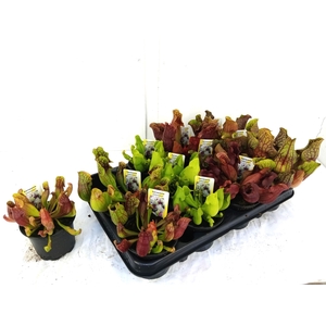 SARRACENIA OV