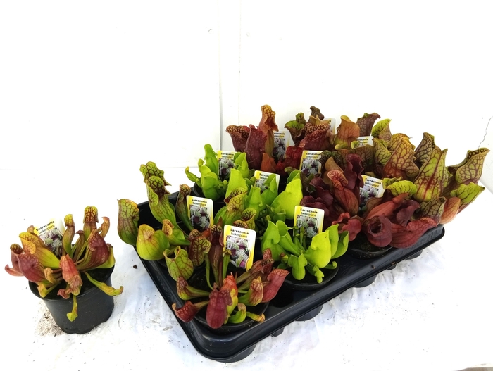 <h4>SARRACENIA OV</h4>
