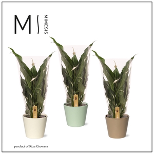 Spathiphyllum Sweet Chico - 13cm in Amanda | Mimesis