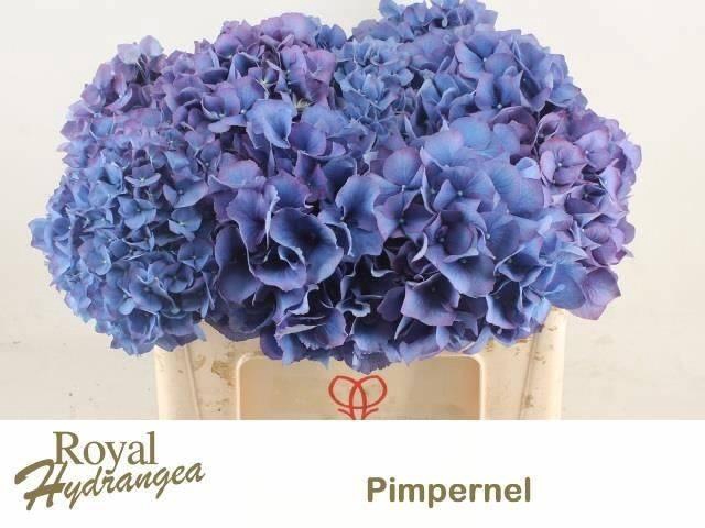 <h4>HYDR M CH PIMPERNEL</h4>