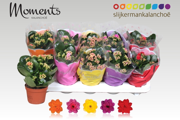 <h4>KAL GE GEM 5 KL</h4>