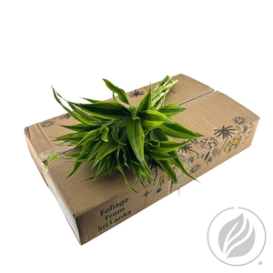 Sandriana Gold 52cm Doos