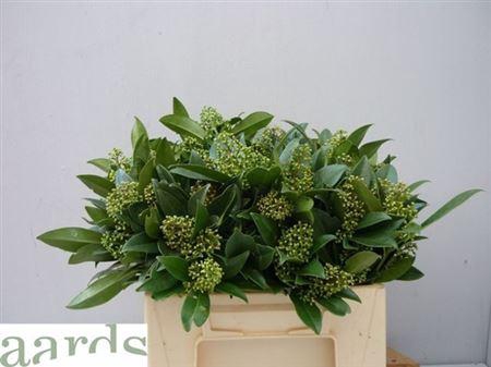 <h4>Skim C Kew Green Bs</h4>