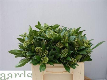 <h4>Skim C Kew Green Bs</h4>