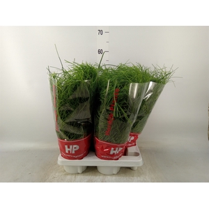 Rhipsalis baccifera 'Oasis'