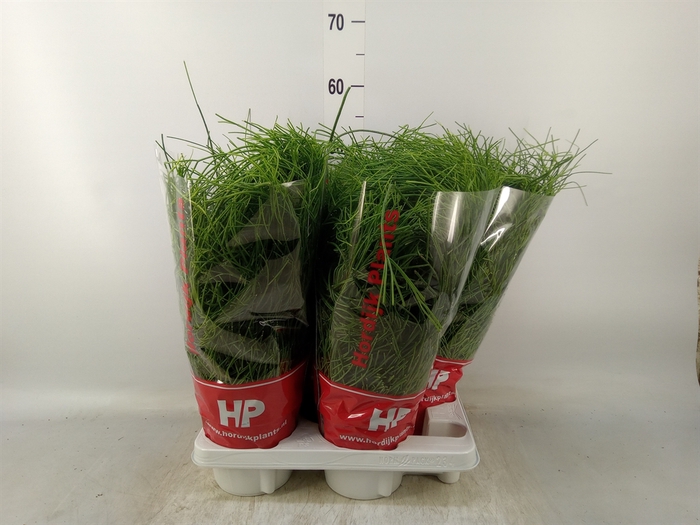 <h4>Rhipsalis baccifera 'Oasis'</h4>