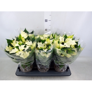 Euphorbia pulc. 'Premium Polar'