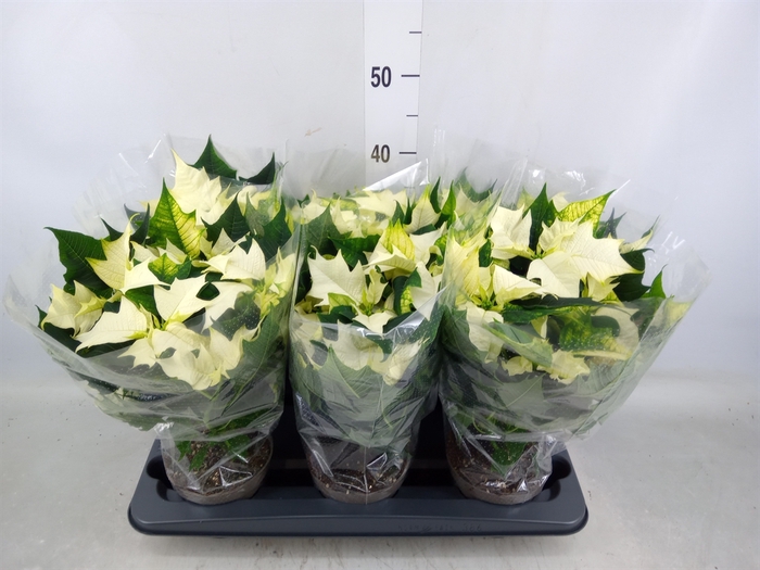 <h4>Euphorbia pulc. 'Premium Polar'</h4>