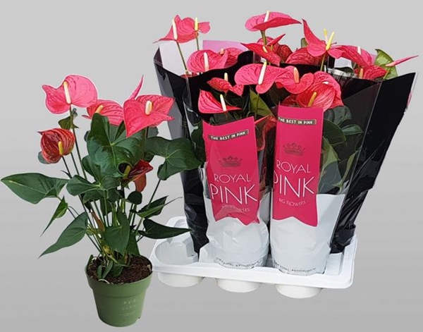 Anthurium Maine 17Ø 70cm 5fl