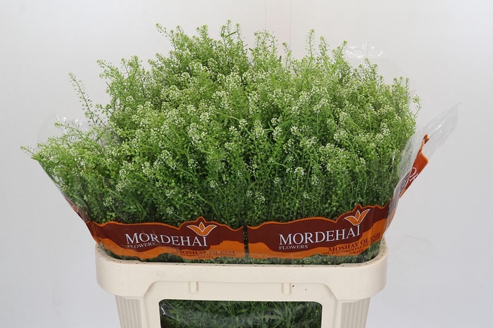 <h4>Lepidium Green Bell</h4>