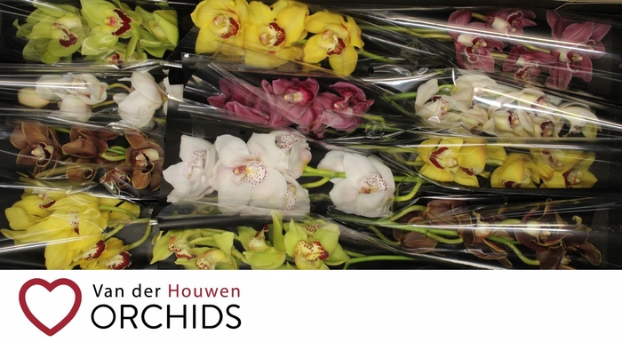 <h4>Gemengd 50 cm.</h4>