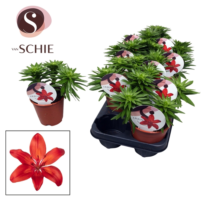 <h4>Lilium Asiatic Watch Me Grow Red</h4>