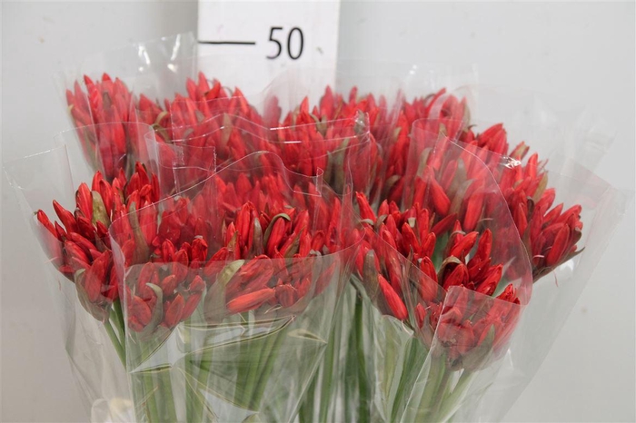 <h4>Ne Sa Lydia</h4>