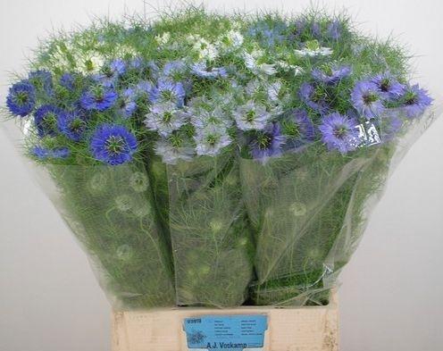 <h4>NIGE DAMASCENA OV</h4>