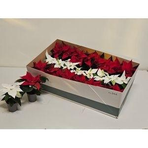 <h4>EUPHOR P GEM 2KL</h4>