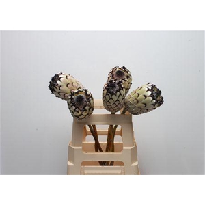 Protea Barbigera Snow Leopard No Leaves