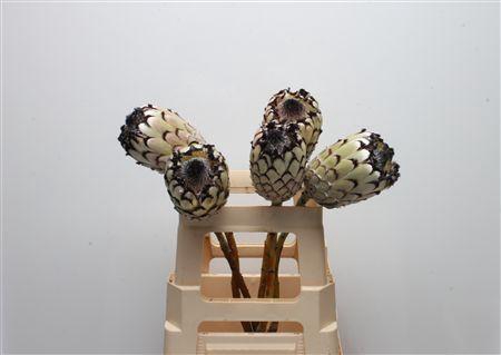 <h4>Protea Barbigera Snow Leopard No Leaves</h4>