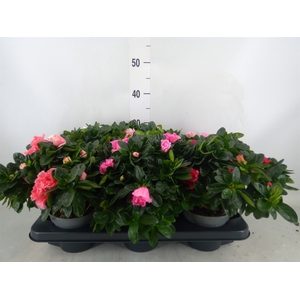 Rhododendron sim.   ...mix