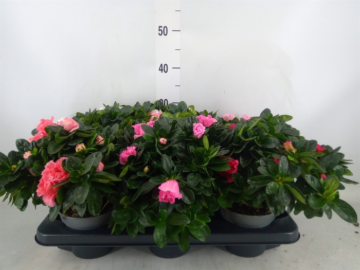 <h4>Rhododendron sim.   ...mix</h4>