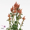 CELOSIA CELWAY SALMON