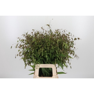 Chasmanthium Latifol