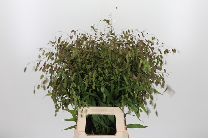 <h4>Chasmanthium Latifol</h4>
