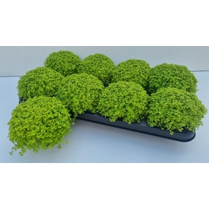 Soleirolia soleirolii 'Aurea'