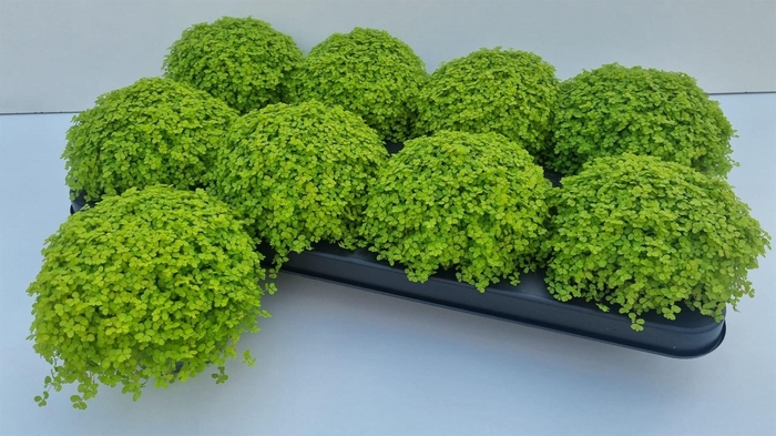 <h4>Soleirolia soleirolii 'Aurea'</h4>