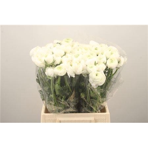 Ran. Elegance White Extra