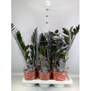 Zamioculcas zamiifolia 'Super Nova'