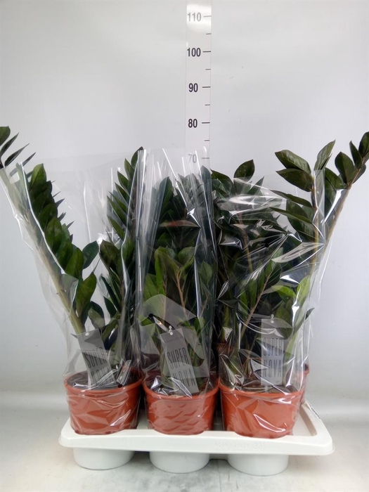 <h4>Zamioculcas zamiifolia 'Super Nova'</h4>