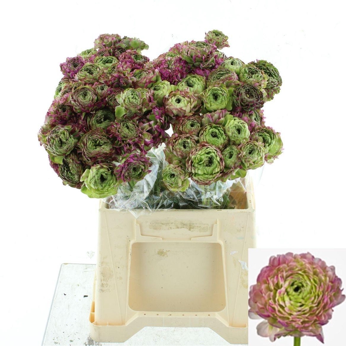 <h4>RAN PON PON MALVA</h4>