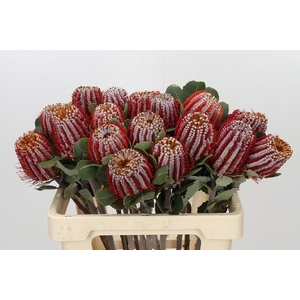 Banksia Coccinea