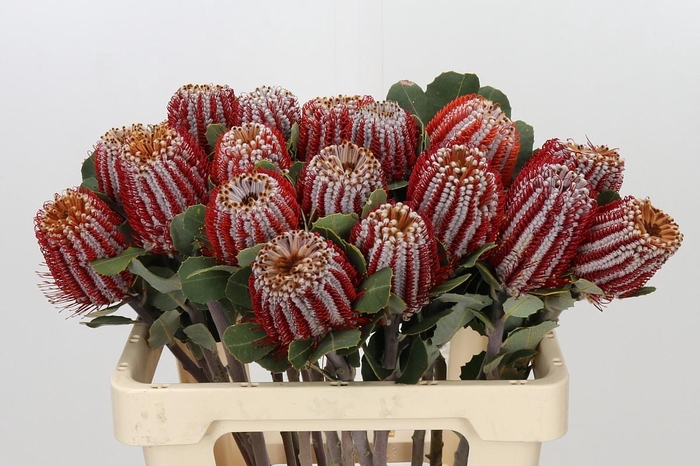 <h4>Banksia Coccinea</h4>