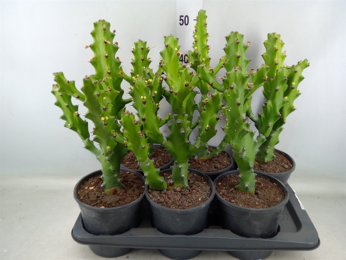 <h4>Euphorbia   ...</h4>