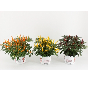 Capsicum Sombrero mixlaag
